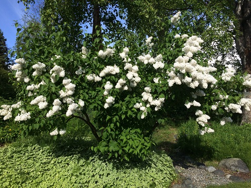 2020-06-22 White Lilac.jpg